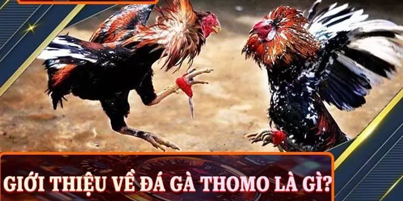 Giới thiệu sơ lược về địa điểm giải trí đá gà Thomo