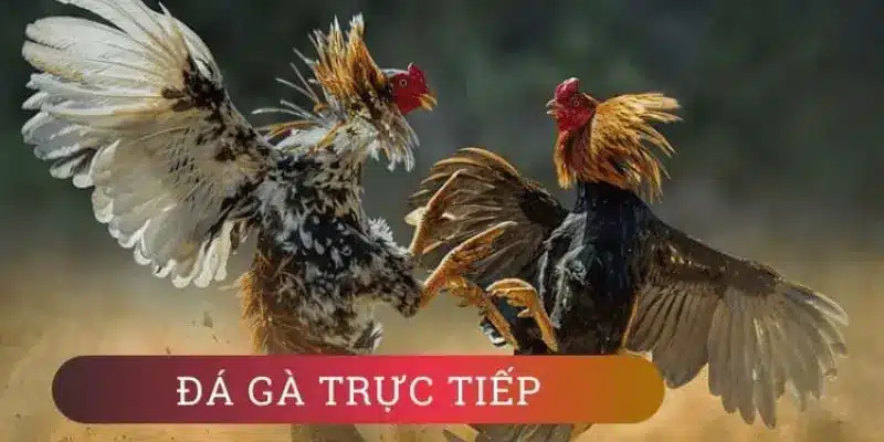 Tin tức sơ lược về đá gà trực tiếp